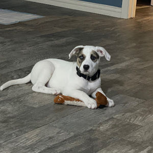 Meet your Posher, Lily